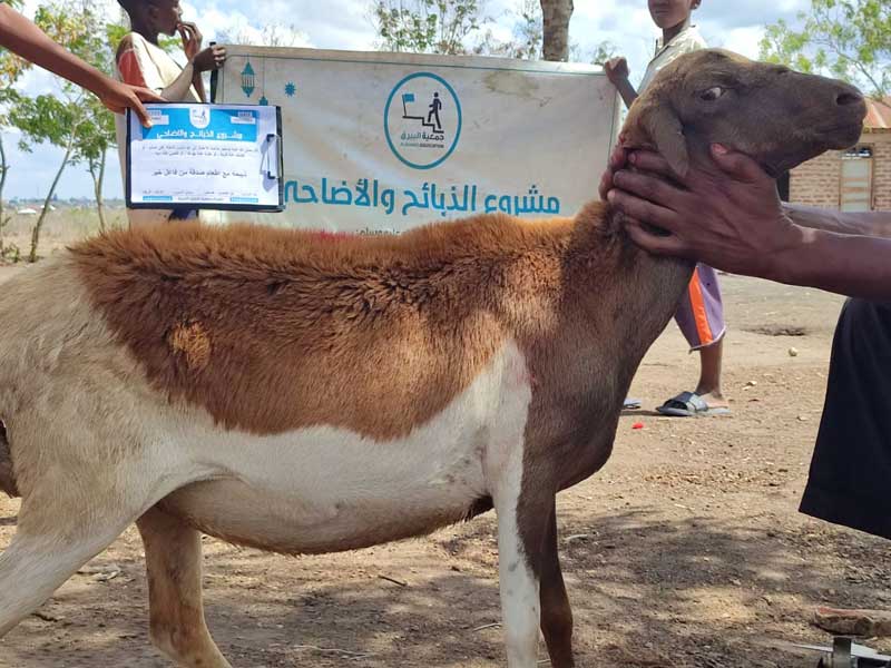 ذبيحه مع اطعام صدقة من فاعل خير  بئر المكسور – فلسطين