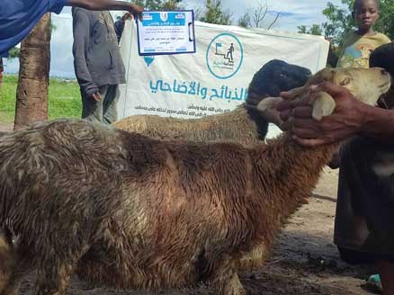 ذبيحتان عقيقه عن محمد ايمن علي محمد شيخ حسن ام الفحم