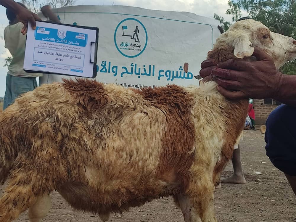 ذبيحة مع اطعام عقيقة عن ديان احمد سواعد وادي سلامه