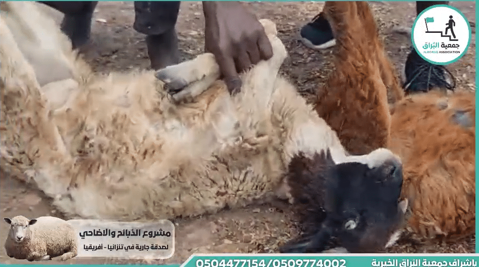 ذبيحتان عقيقة عن:- الطفل اسماعيل ابراهيم علي شامي من جديده المكر فلسطين