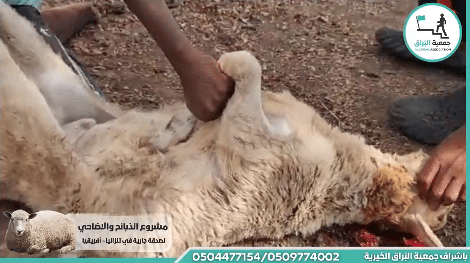ذبيحه عقيقه عن :- نيلان وليد ضاهر من شفاعمر