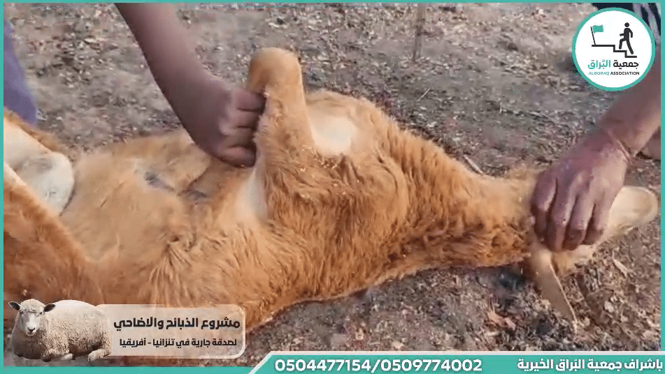 ذبيحة عقيقة عن شهد حواسمن القدس
