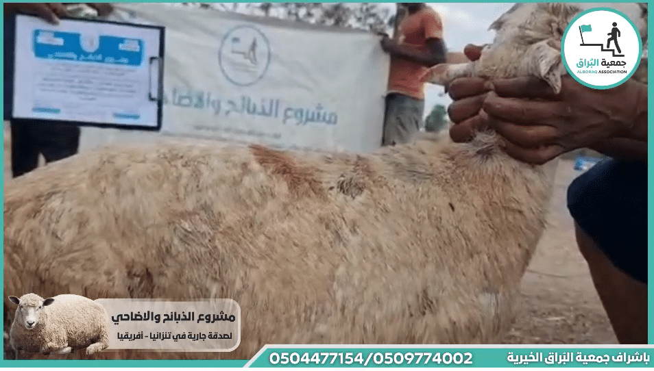 ذبيحة خروف مقدمة من:- فاعلة خير بمناسبة نجاح زوجها