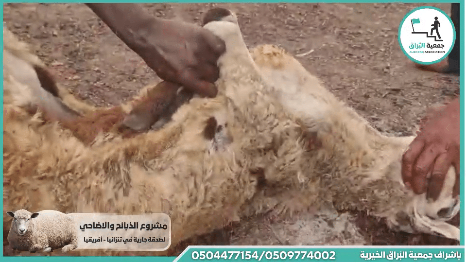 ذبيحة صدقة مقدمة من :- خلود مسعود