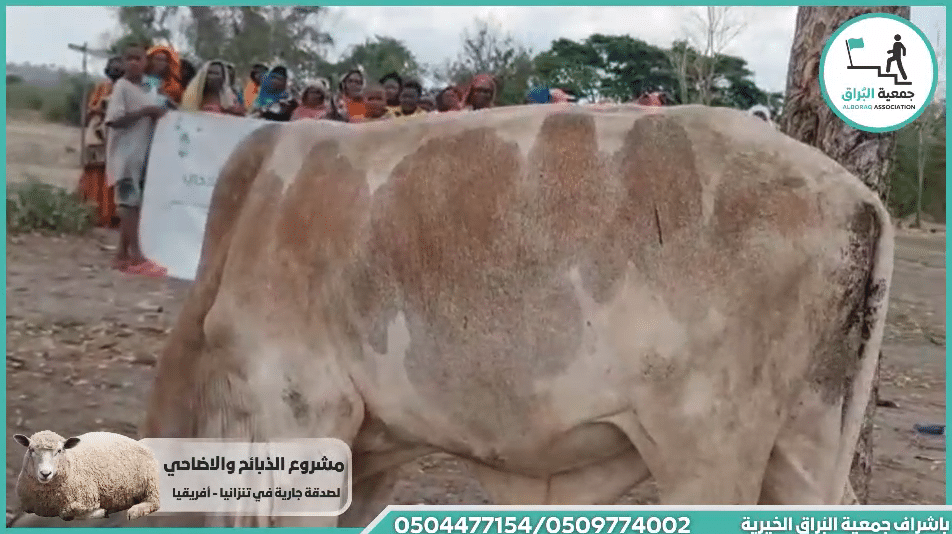 ذبيحه عجل مع اطعام نذر لوجه الله تعالى من فاعل خير بنيه التوفيق