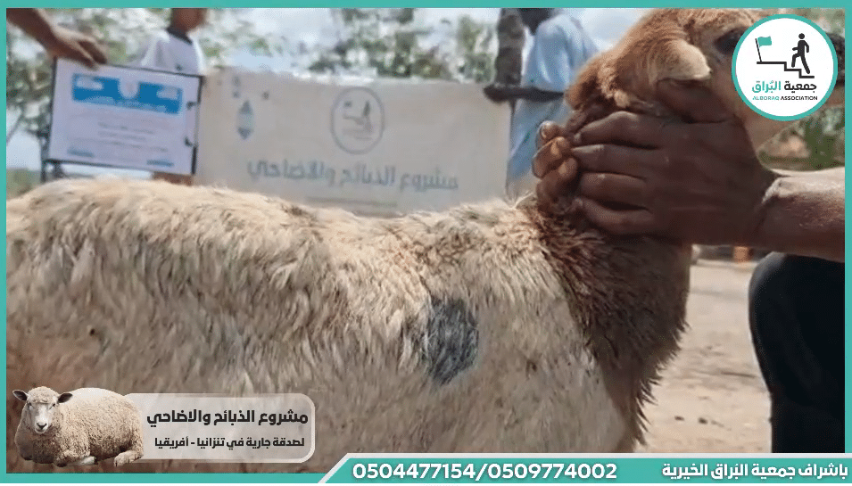 ذبيحة خروف عقيقة عن الطفلة :- امال مقدمة من الجدة امال