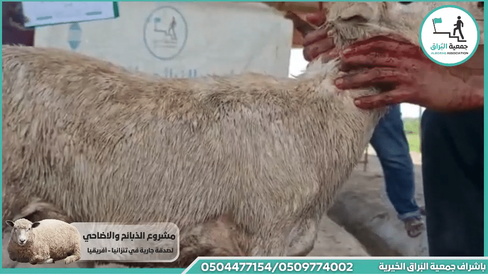 ذبيحة عقيقة عن جولان شريف علي موسى