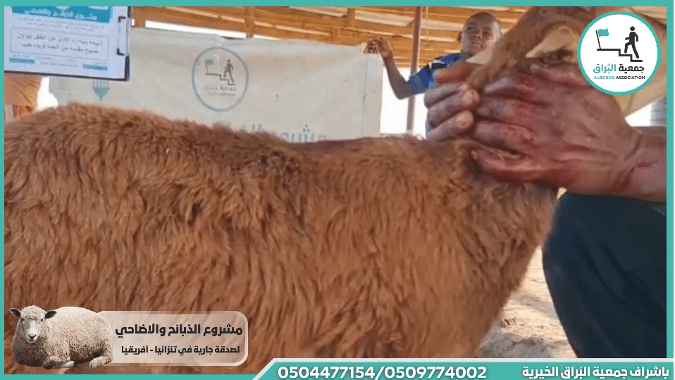 ذبيحه بنيه رد الاذى عن الطفل جولان صبيح مقدمه من الجده فريده طيب من كفركنا