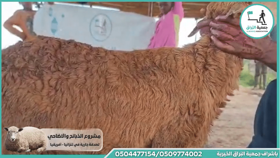 ذبيحة خروف صدقة باذن الله تعالى دفع بلاء عن العائلة
