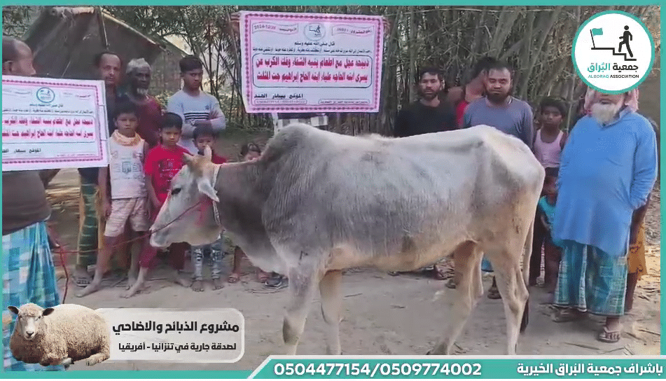 ذبيحه عجل مع اطعام بنيه الشفاء وفك الكرب عن يسرى ابنه الحاجه علياء