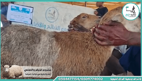 ذبيحتان مع اطعام عقيقه عن يحيى احمد عبدالله قاسم ابن سلسبيل جت المثلث