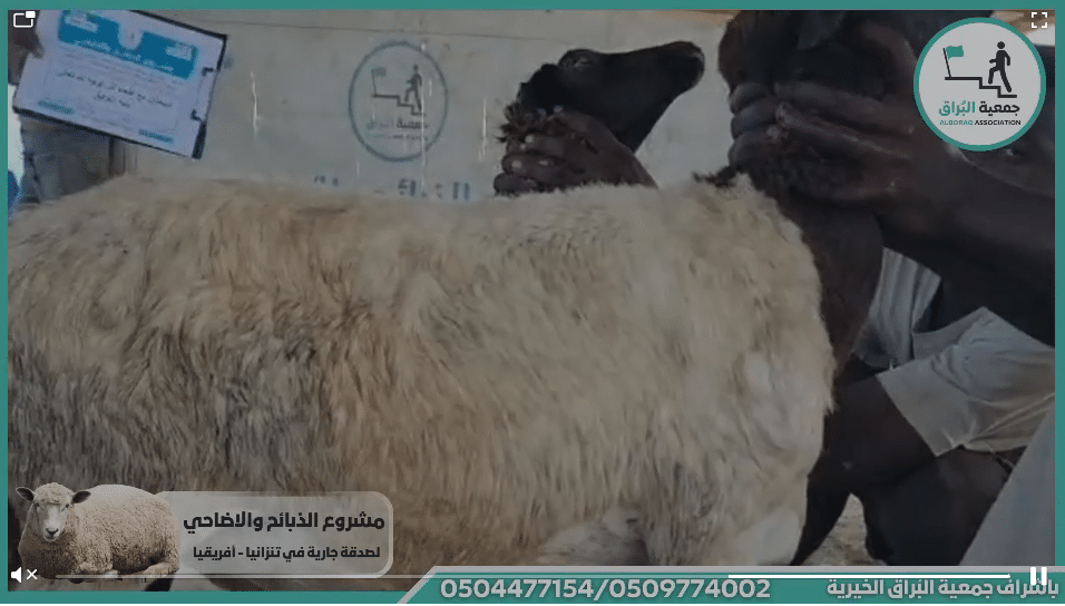 ذبيحتان مع اطعام نذر لوجه الله تعالى بنيه التوفيق من الرمله
