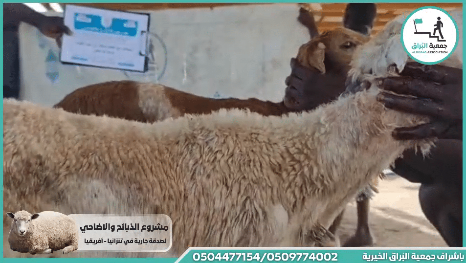 ذبيحتان مع اطعام صدقه من اخت فاضلة لوجه الله تعالى جت المثلث