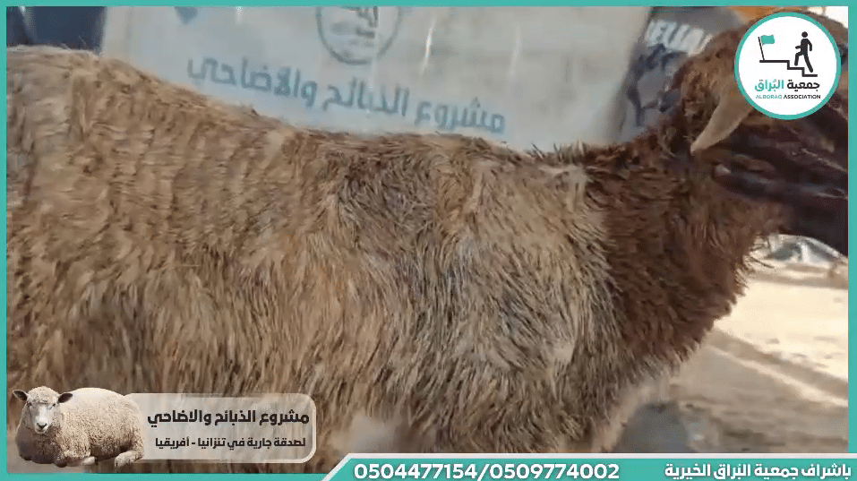 ذبيحة خروف باذن الله تعالى مقدمة من فاعلة خير عنها وعن اهل بيتها بنية رد الاذى