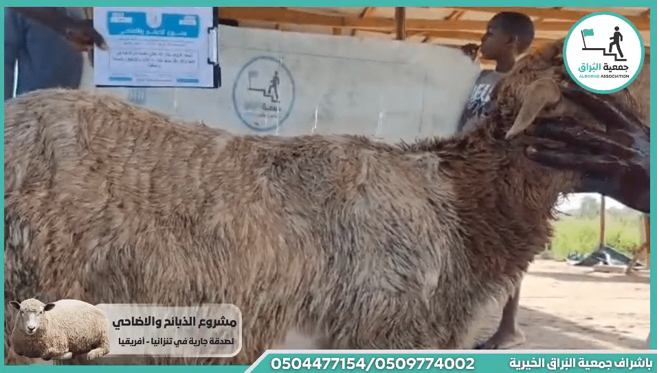 ذبيحة خروف باذن الله تعالى مقدمة من فاعلة خير عنها وعن اهل بيتها بنية رد الاذى
