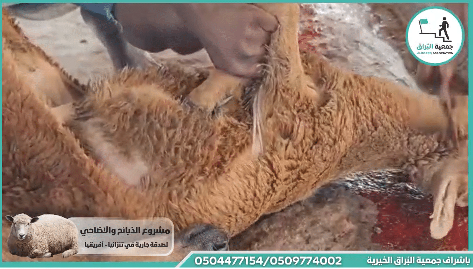 خمسه ذبائح مع اطعام عقيقه عن المولود انور محمود سكيس يافا